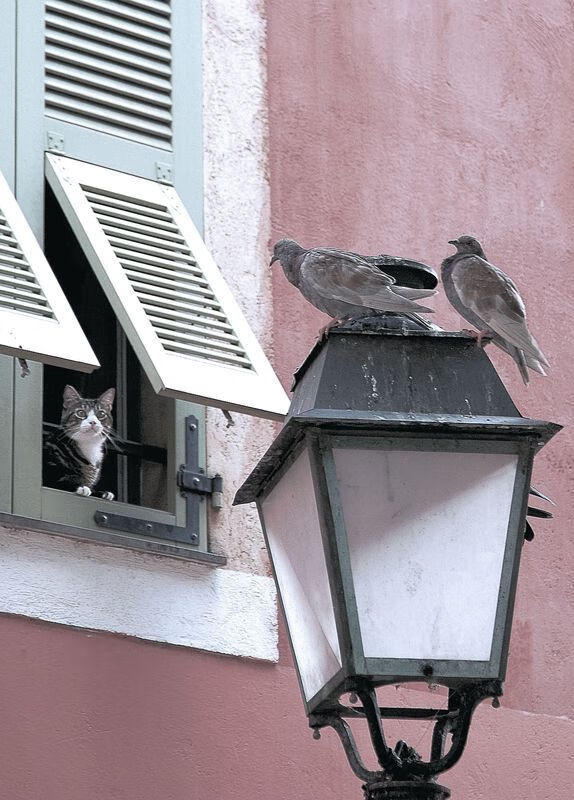 中国足球外援政策调整，吸引更多外籍球员，中国国家足球队外援