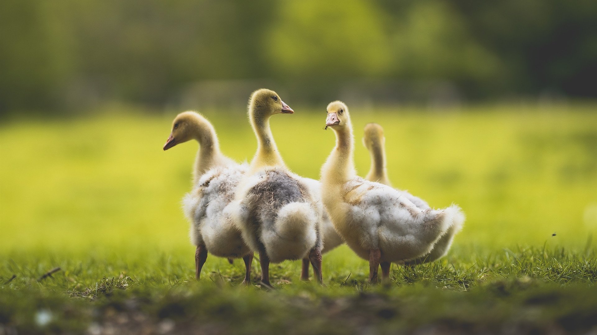 全球影响力：NBA在国际市场布局的深度布局，nba在世界的影响有多大