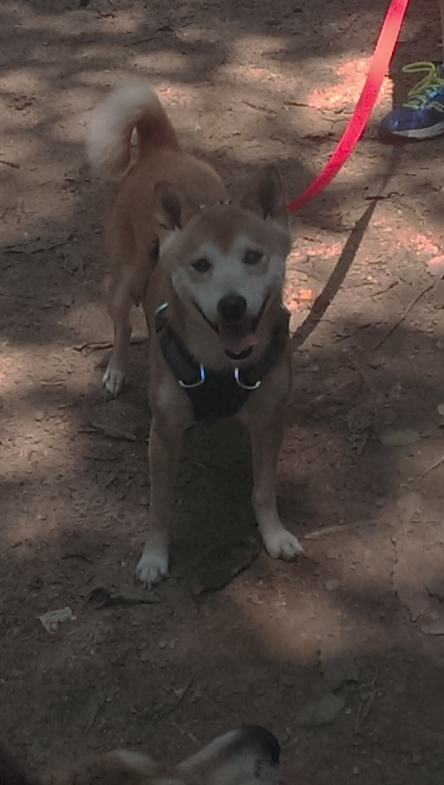 冠军之路:联盟顶尖球队的成功秘诀,冠军联盟是什么