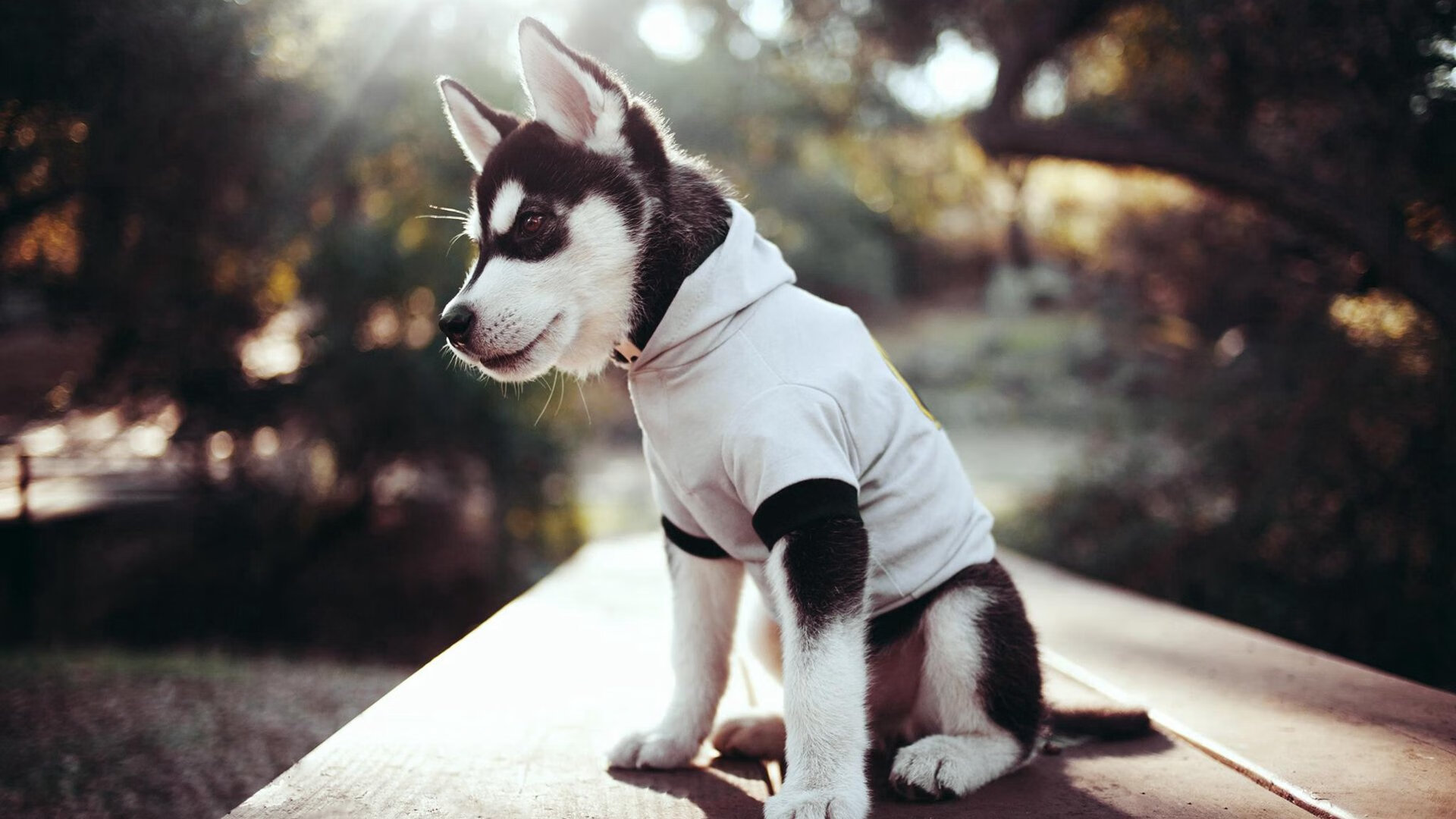 德甲战术创新分析，数据表现揭示球队战术体系的升级路径，德甲打法特点