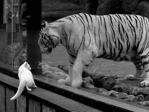 斯图加特伤病困扰，球队表现不稳定，斯图加特队阵容