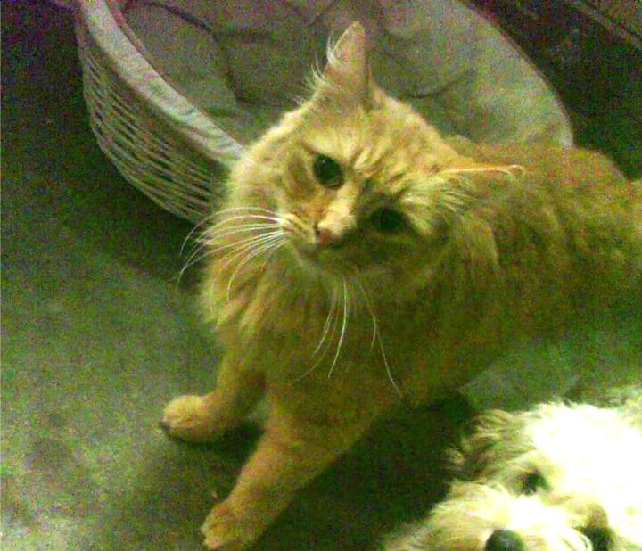 克罗地亚手球队在巴黎奥运会上表现出色，晋级四强，克罗地亚奥运落选赛